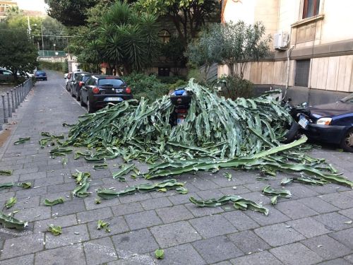 Il Cactus dell'Ingv dopo il cedimento